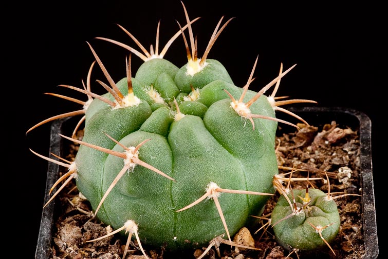 Gymnocalycium catamarcense f. ensispinum